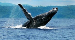 As baleias jubarte são a atração em Prado, na Bahia, para as férias de julho; veja a sugestão de hospedagem