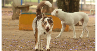 cachorros