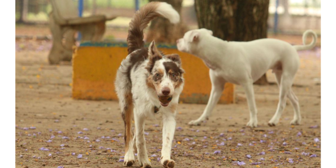 cachorros