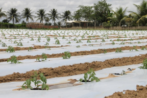 Plantação de tomates