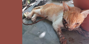 A triste vida do gato Labareda