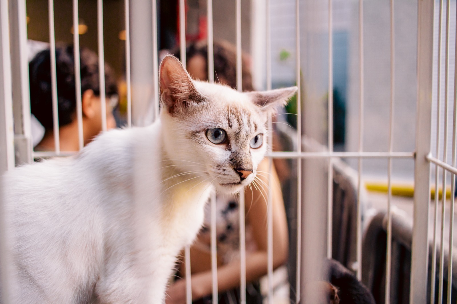 RioMar Aracaju realiza a 36ª campanha de adoção consciente, em busca de tutores para cães e gatos abandonados