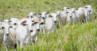 Sergipe obtém oficialmente status de Zona Livre de Febre Aftosa sem Vacinação