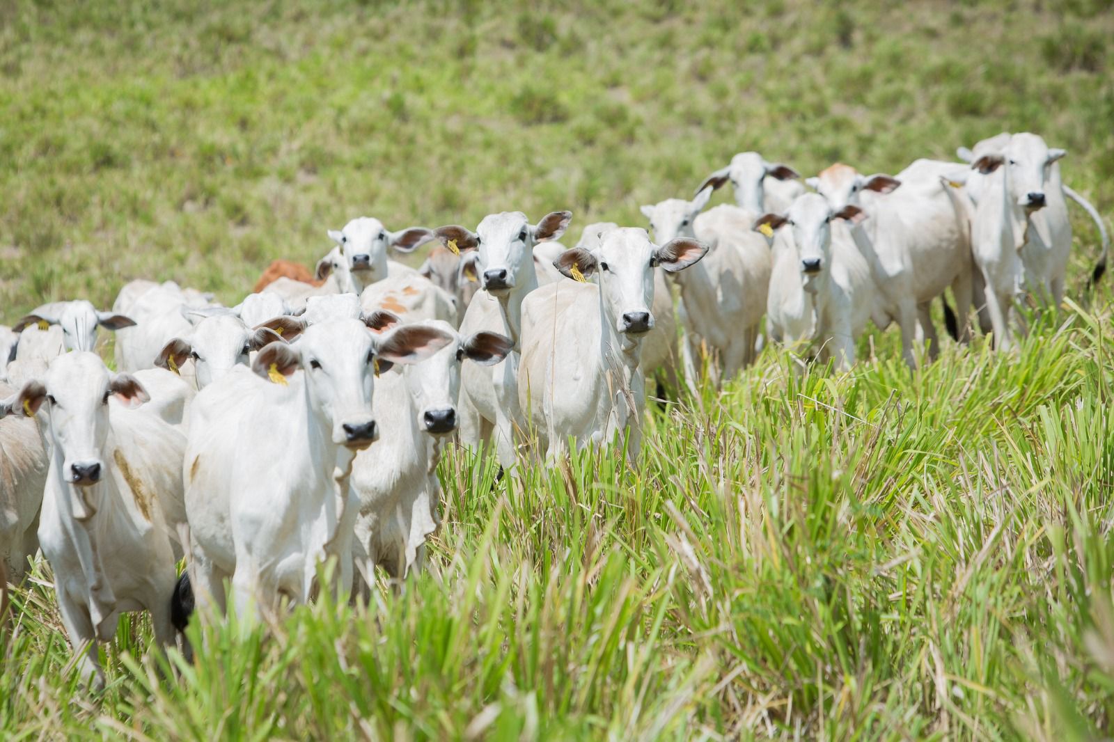 Sergipe obtém oficialmente status de Zona Livre de Febre Aftosa sem Vacinação