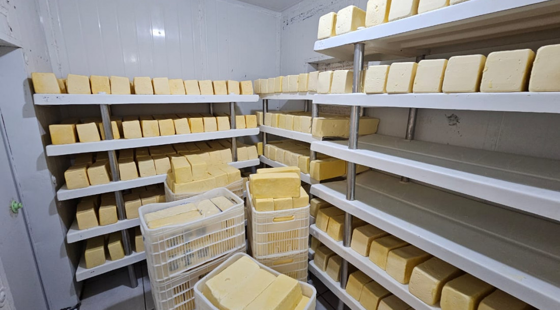 Produção de queijo em Sergipe alcança novo patamar com Selo de Inspeção Estadual