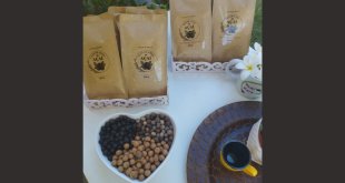 Inovação sergipana transforma caroço de açaí em “café” sem cafeína