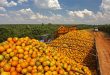 Laranja Sergipe