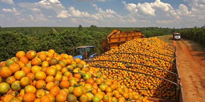 Laranja Sergipe