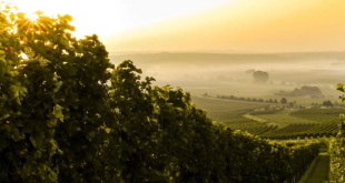 Bordeaux em sua essência: vinhos com herança e elegância