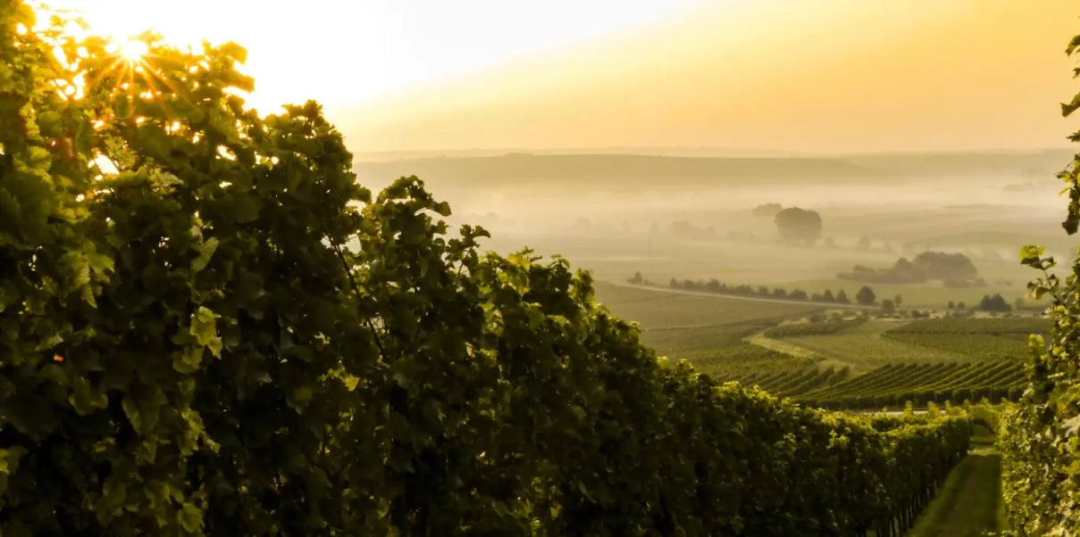 Bordeaux em sua essência: vinhos com herança e elegância