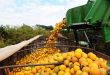 produção de laranja Sergipe