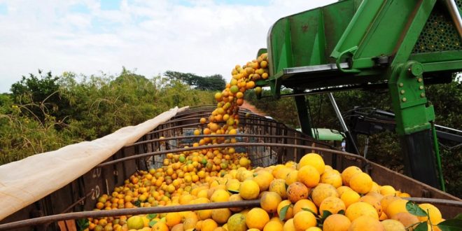 produção de laranja Sergipe