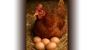 Doroteia colocando ovos