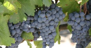 Vinho Tinto Argentino Argento Seleccion Malbec: Uma Jornada de Sabor  e Tradição