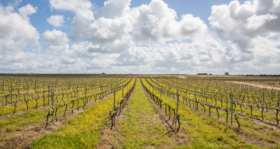 Vinho Tinto Português Periquita Reserva 750ml – A Tradição e a Excelência do Vinho Português