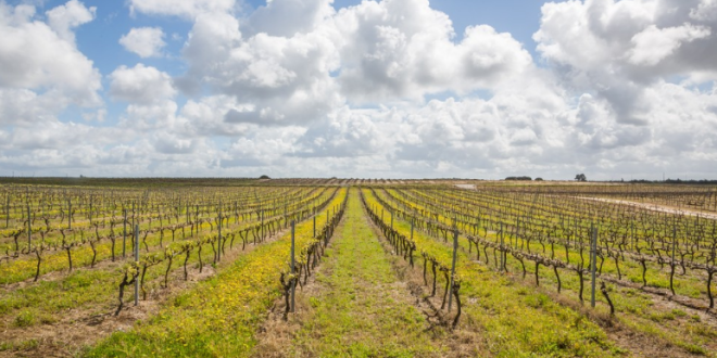 Parreirais portuguêses