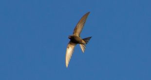 Idade não é prisão, é voo