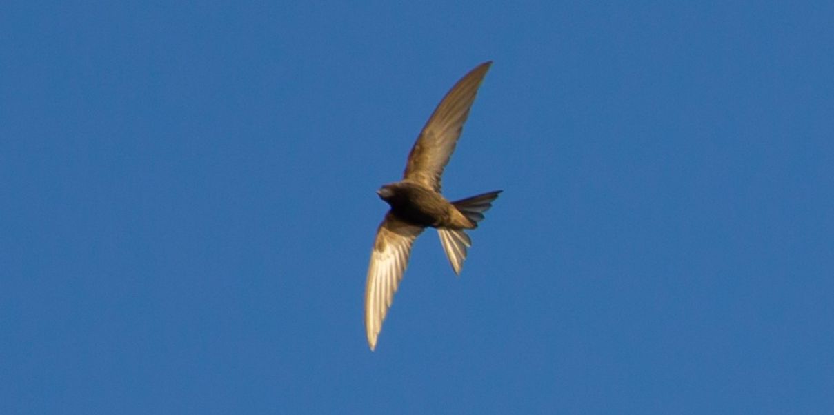 Idade não é prisão, é voo