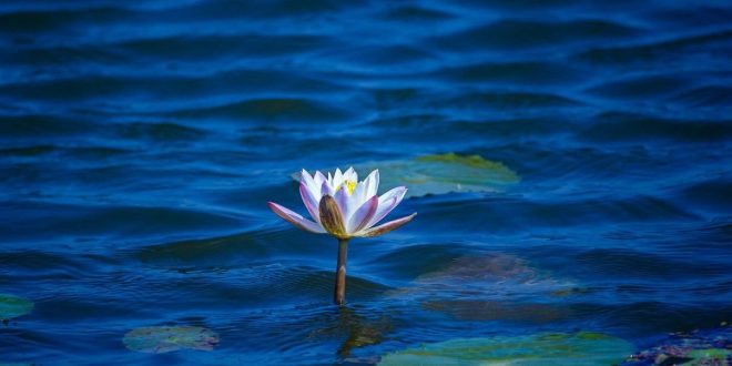 Lotus, florecer