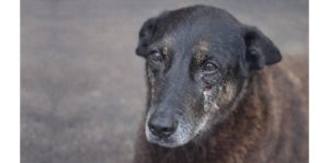 O caso do cão Orelha é um retrato da mesquinhez brasileira e do desgraçado Santa Catarina