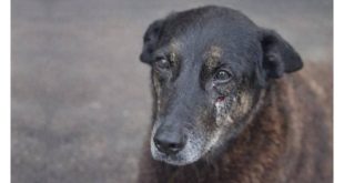 O caso do cão Orelha é um retrato da mesquinhez brasileira e do desgraçado Santa Catarina