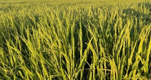 Crise do arroz: queda de 50% nos preços mobiliza produtores de SE e AL