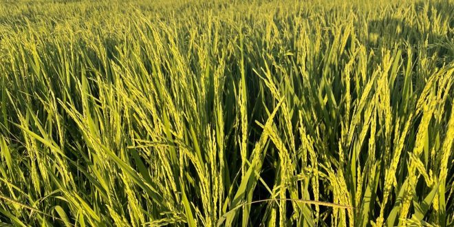 produção de arroz, alagoas