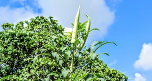 Produção de quiabo em Sergipe atinge 28 mil toneladas e movimenta R$ 51 milhões