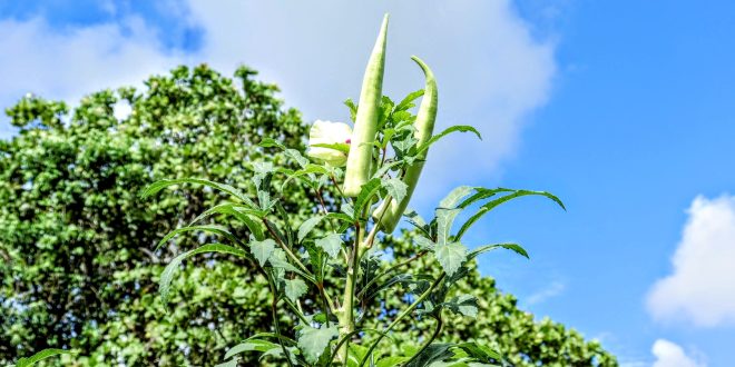 plantação de quiabo