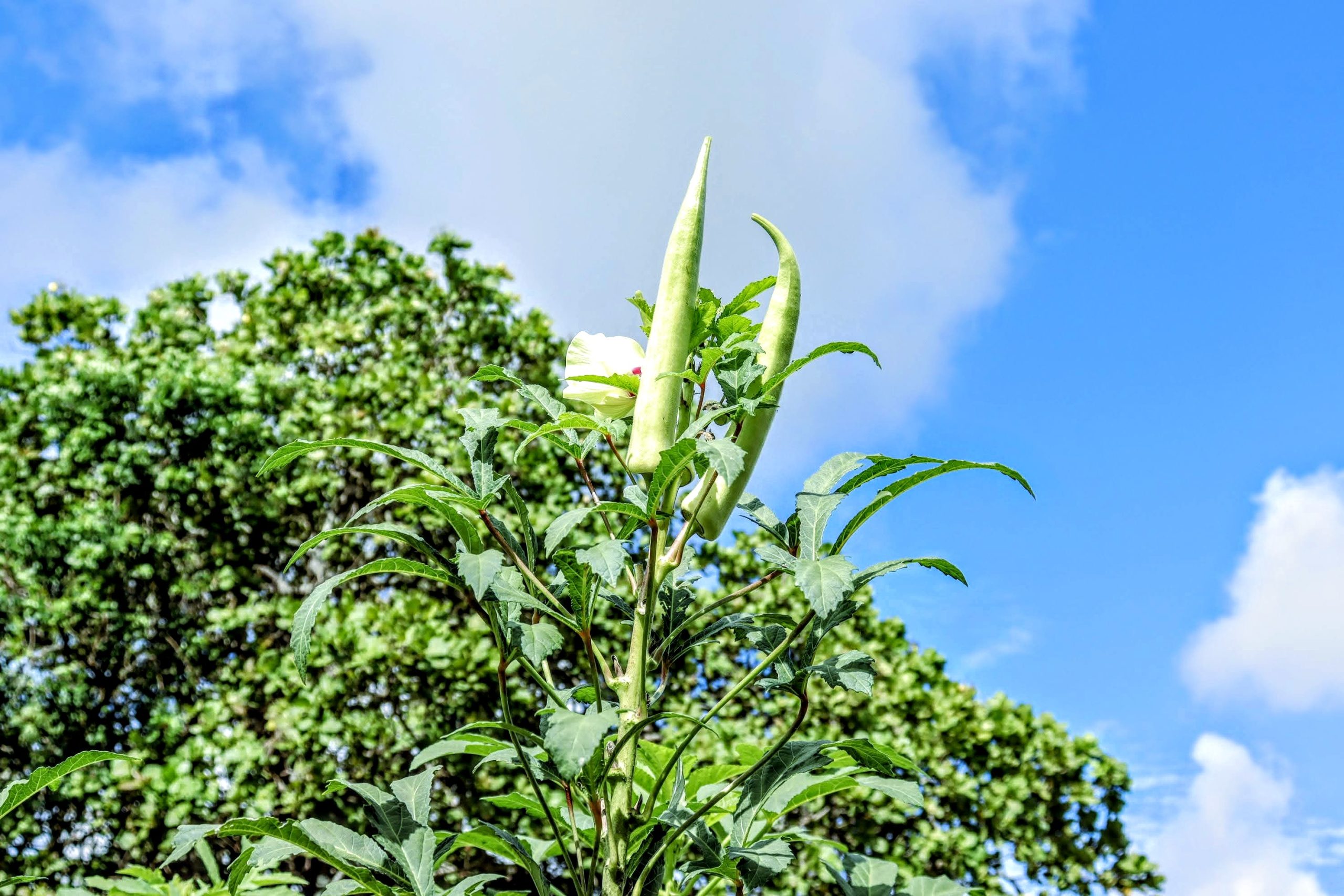 Produção de quiabo em Sergipe atinge 28 mil toneladas e movimenta R$ 51 milhões