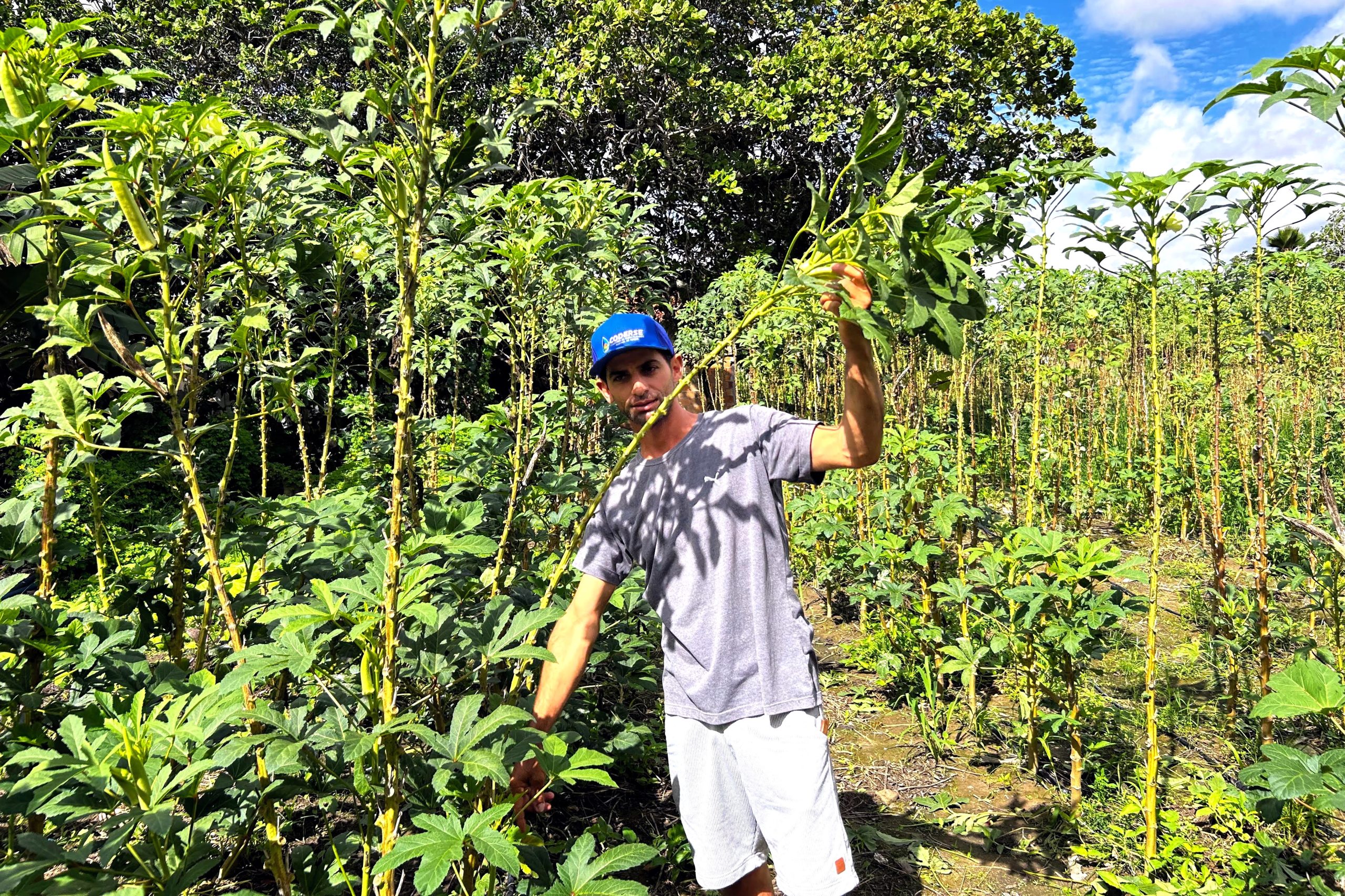 Nielson, produtor de quiabo