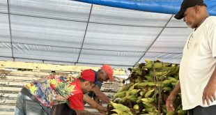 Cresce oferta de milho verde na Ceasa Aracaju com proximidade das festas juninas