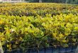 mudas de plantas