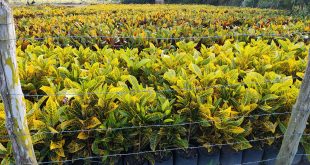 Sergipe sedia simpósio com R$ 13,3 mi em crédito para floricultura
