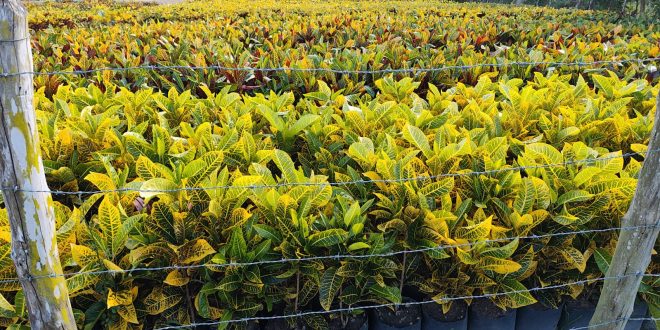 mudas de plantas