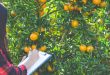 Cultivo de laranja