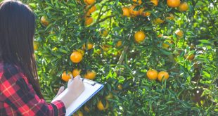 Cultivo de laranja