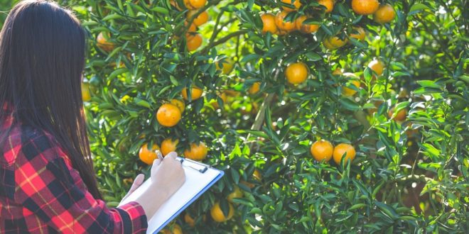 Cultivo de laranja