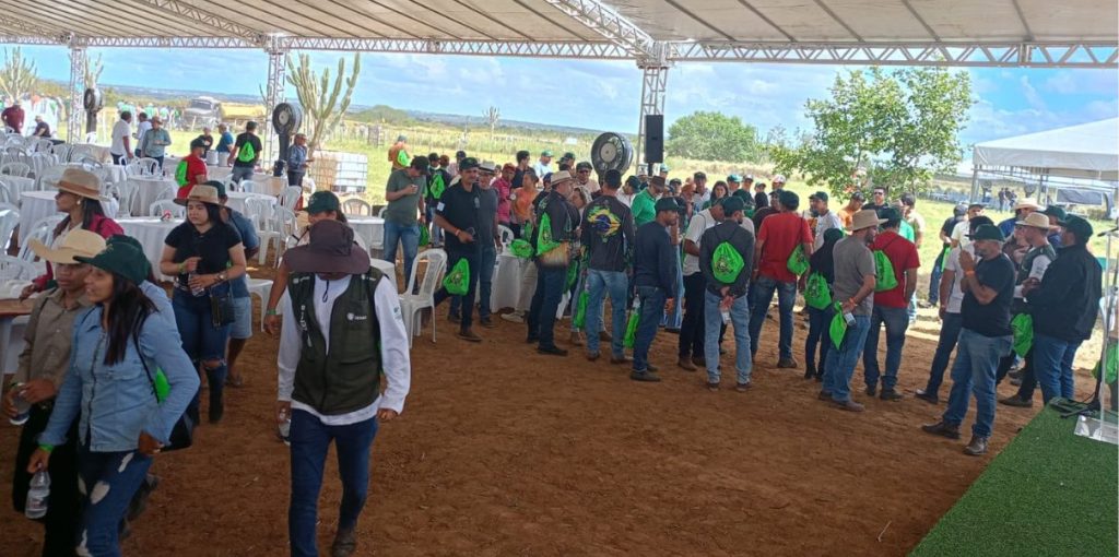 Rally forrageiras para o semi-árido