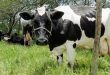 vaca leiteira