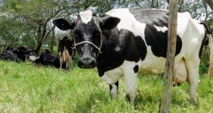 FIV bovina ganha força em Sergipe e abre novo mercado de negócios
