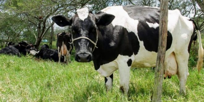 vaca leiteira
