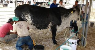 Festa Amigos do Leite