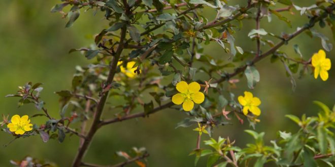 Primavera