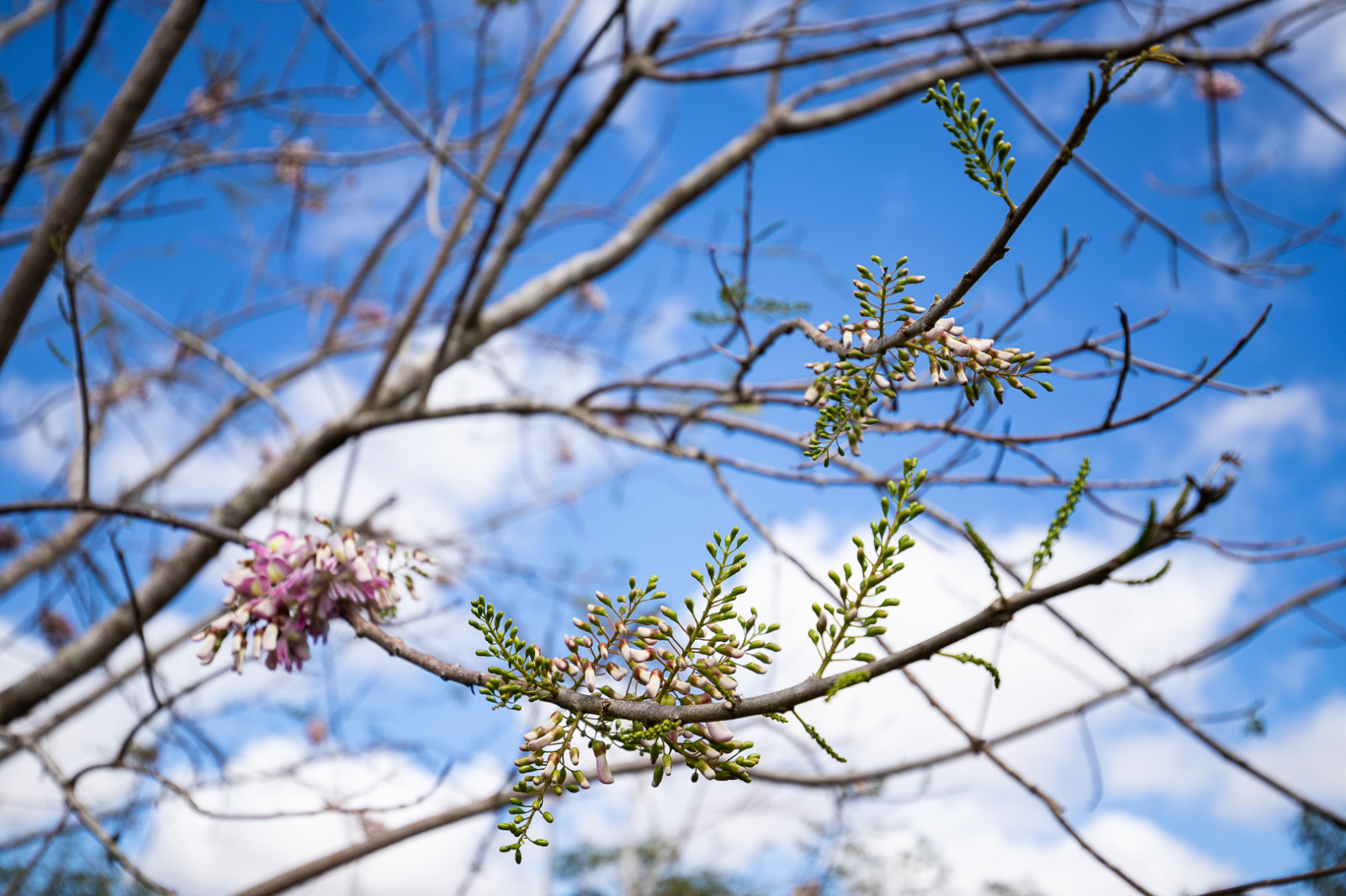 Primavera