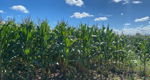 Bactéria estudada em Sergipe pode reduzir em até 75% o uso de ureia no milho