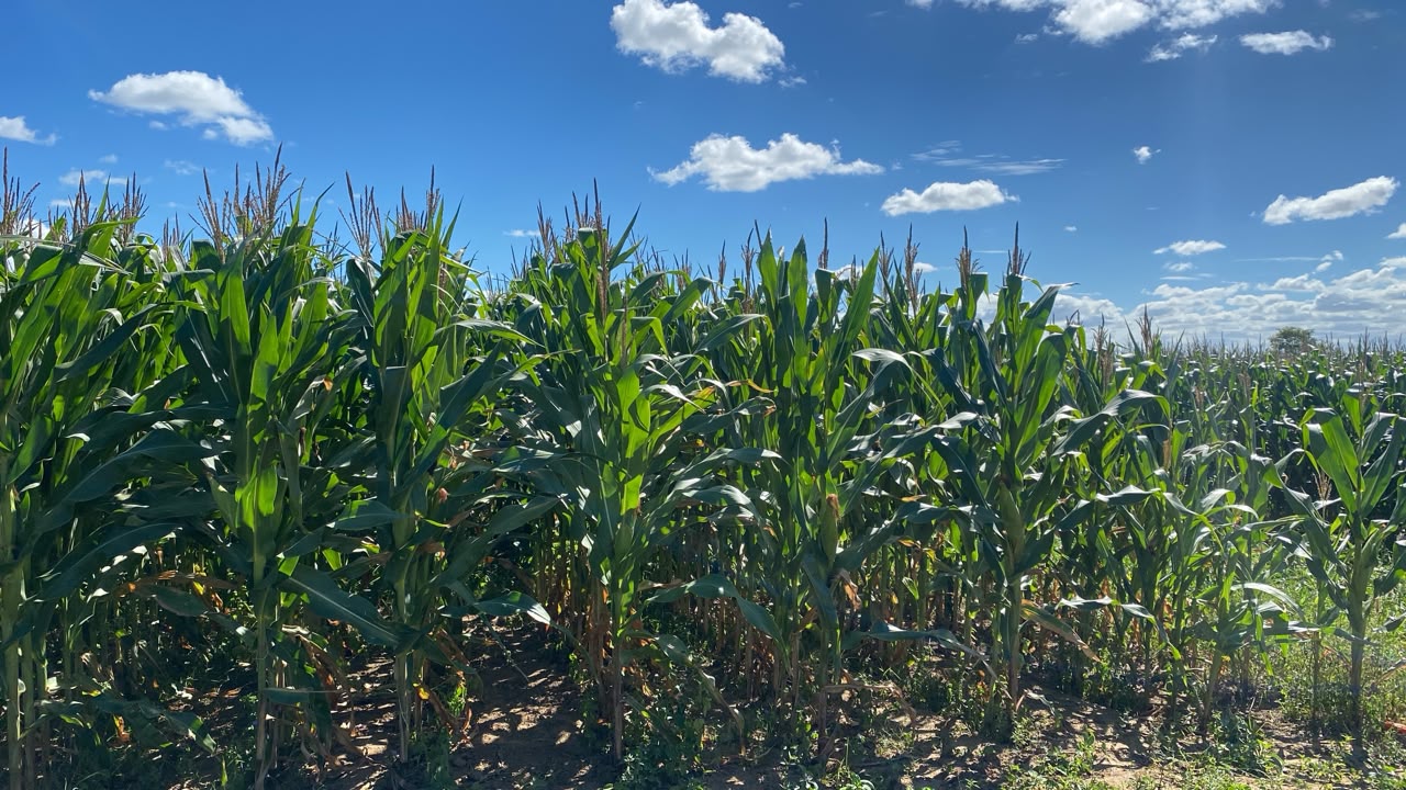 Bactéria estudada em Sergipe pode reduzir em até 75% o uso de ureia no milho