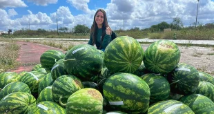 Bactérias reduzem pela metade água da irrigação da melancia em Sergipe