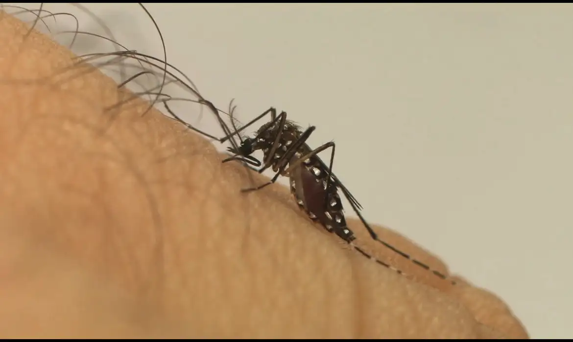 Mosquito da dengue
