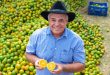 produtor de laranja